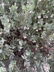 Arctostaphylos silvicola