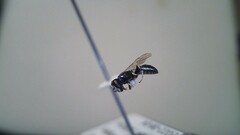 Hylaeus leptocephalus
