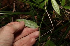 Leichhardtia fraseri