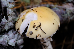 Amanita ocreata