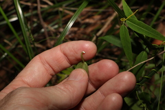 Leichhardtia fraseri