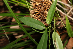 Leichhardtia fraseri