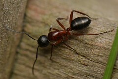 Camponotus innexus