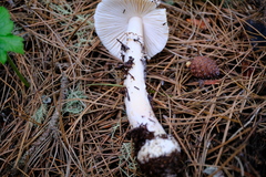 Amanita ocreata