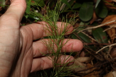 Baloskion tetraphyllum
