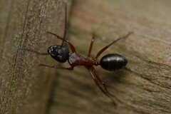 Camponotus innexus