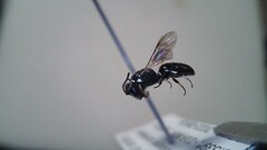 Hylaeus leptocephalus