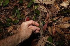 Baloskion tetraphyllum