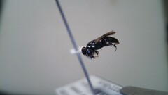 Hylaeus leptocephalus