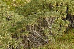 Tournefortia gnaphalodes image