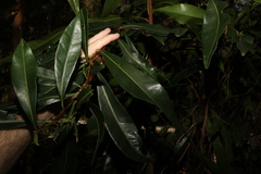 Planchonella chartacea