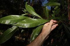 Planchonella chartacea