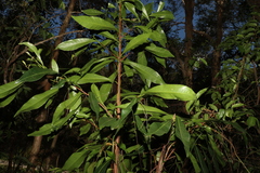 Planchonella chartacea