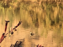 Tachybaptus dominicus