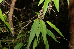 Leichhardtia fraseri