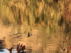 Tachybaptus dominicus