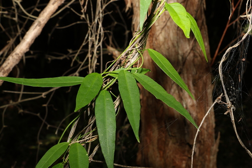 Image of Leichhardtia fraseri by (c) Greg Tasney, some rights reserved (CC BY-SA)