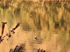 Tachybaptus dominicus