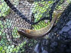 Oncorhynchus clarkii