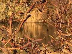 Tachybaptus dominicus