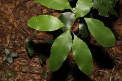 Schizomeria ovata