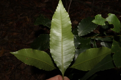 Schizomeria ovata