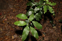 Schizomeria ovata