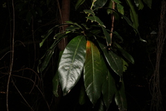 Planchonella chartacea