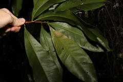 Planchonella chartacea
