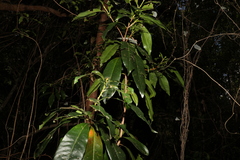 Planchonella chartacea