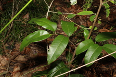 Mischocarpus pyriformis