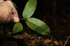 Mischocarpus pyriformis