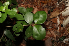 Cyclophyllum