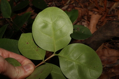 Cyclophyllum