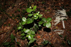 Cyclophyllum