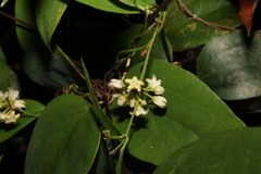 Leichhardtia fraseri