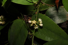 Leichhardtia fraseri