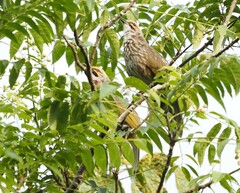 Pycnonotus zeylanicus