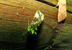 Autographa macrogamma