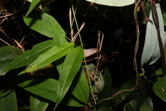 Leichhardtia fraseri