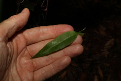 Leichhardtia fraseri
