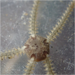 Amphipholis squamata