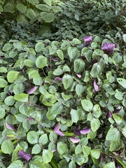 Plectranthus ciliatus