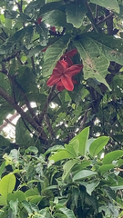 Sterculia lanceolata