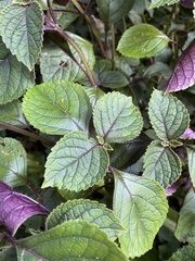 Plectranthus ciliatus