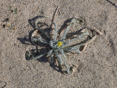 Baileya pauciradiata