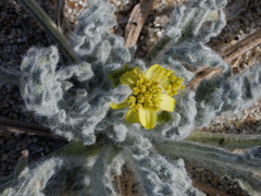 Baileya pauciradiata