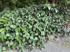 Plectranthus ciliatus