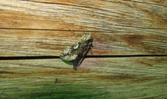 Syngrapha interrogationis