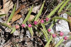 Eremophila debilis